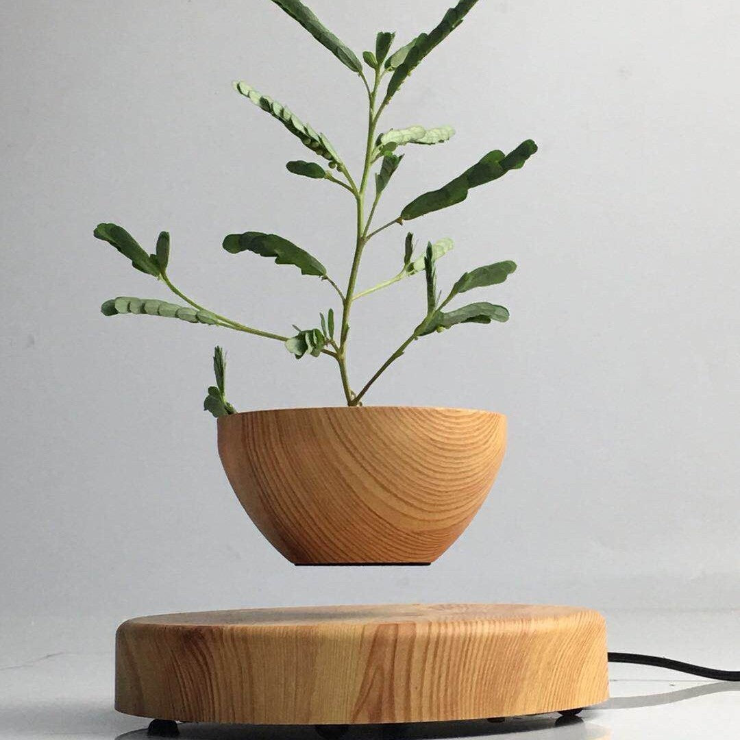 Magnetic levitation bonsai